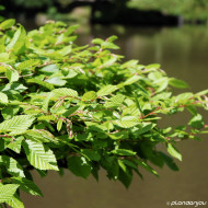 Carpinus betulus