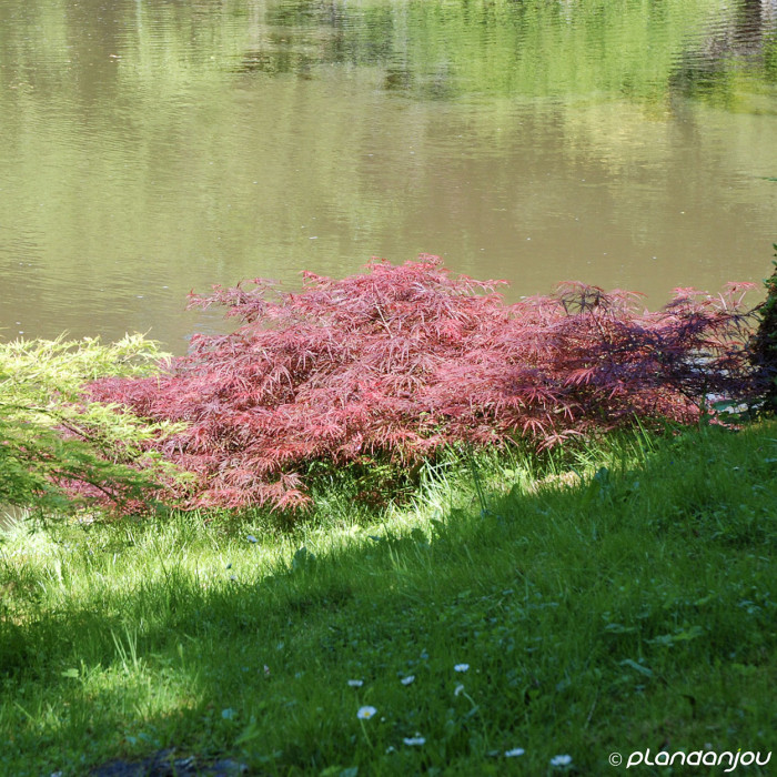Acer palmatum 'Garnet'