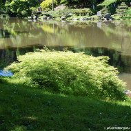 Acer palmatum 'Dissectum'