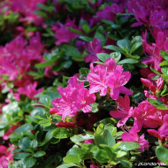 Azalea japonica 'Amoenum'