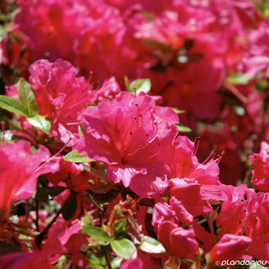 Azalea japonica 'Hino Crimson'