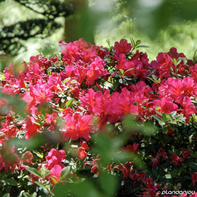 Azalea japonica 'Hino Crimson'
