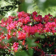 Azalea japonica 'Hino Crimson'