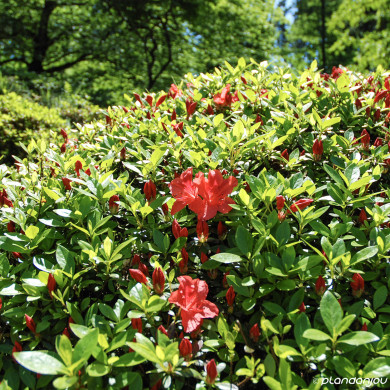 Azalea japonica 'Johanna'