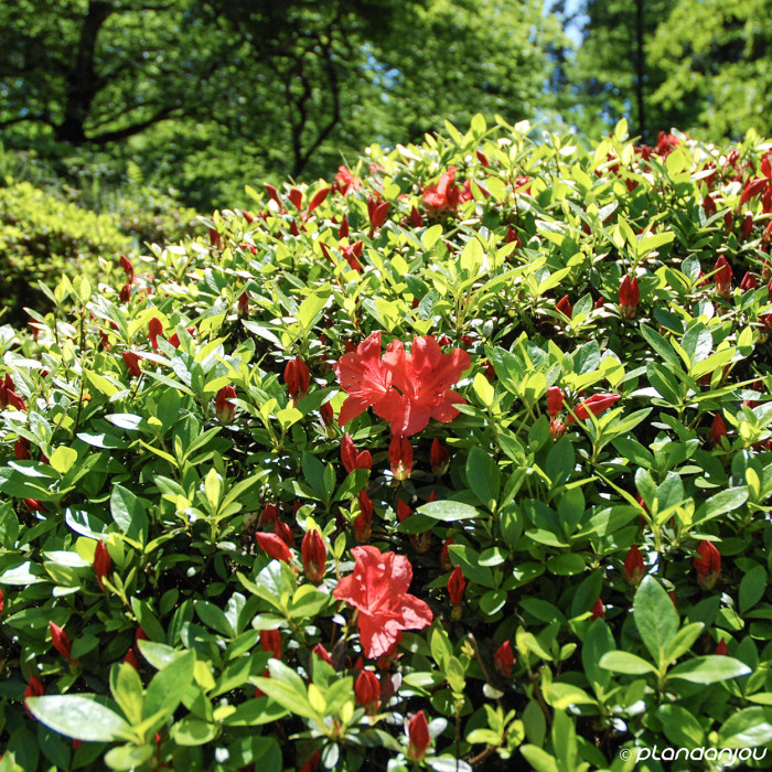 Azalea japonica 'Johanna'