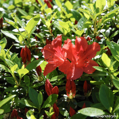 Azalea japonica 'Johanna'