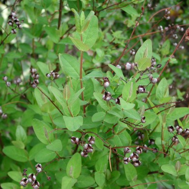 Hypericum x inodorum 'Elstead'