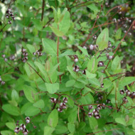 Hypericum x inodorum 'Elstead'