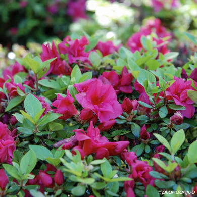 Azalea japonica 'Rosa King'