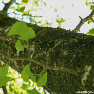 Ginkgo biloba
