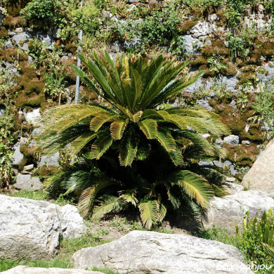 Cycas revoluta