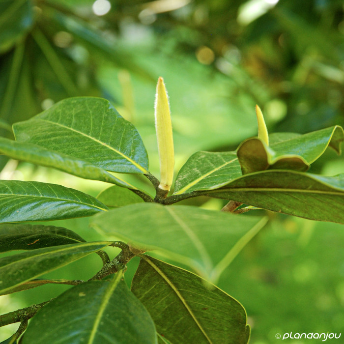 Magnolia grandiflora 'Galissonnière'
