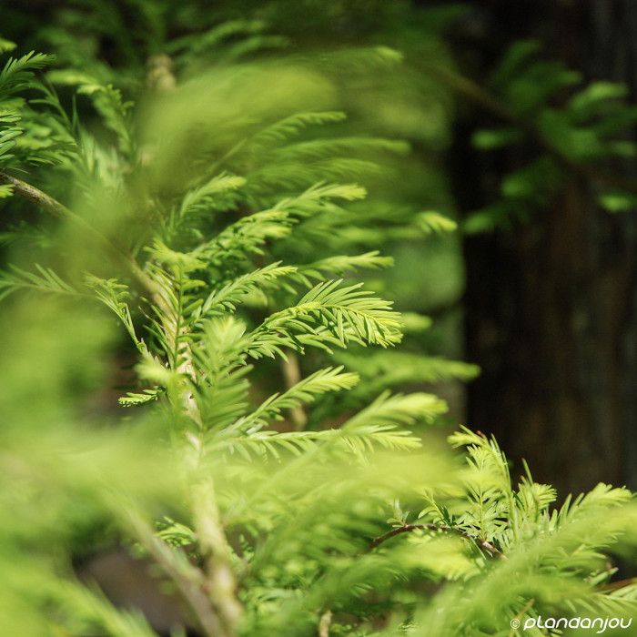 Taxodium distichum