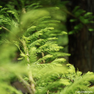 Taxodium distichum