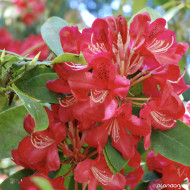 Rhododendron 'Scarlet Wonder'