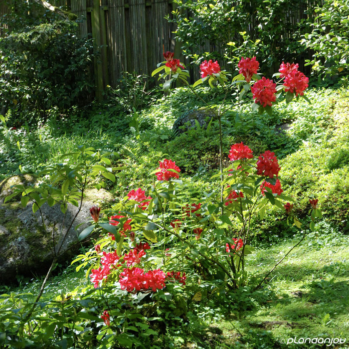 Rhododendron 'Scarlet Wonder'