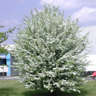 Crataegus monogyna 'Stricta'