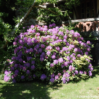 Rhododendron 'Catawbiense Grandiflorum'