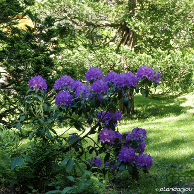Rhododendron ponticum