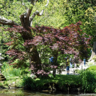 Acer palmatum 'Bloodgood'