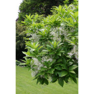 Chionanthus virginicus