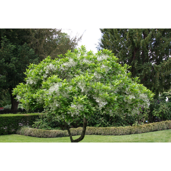 Chionanthus virginicus