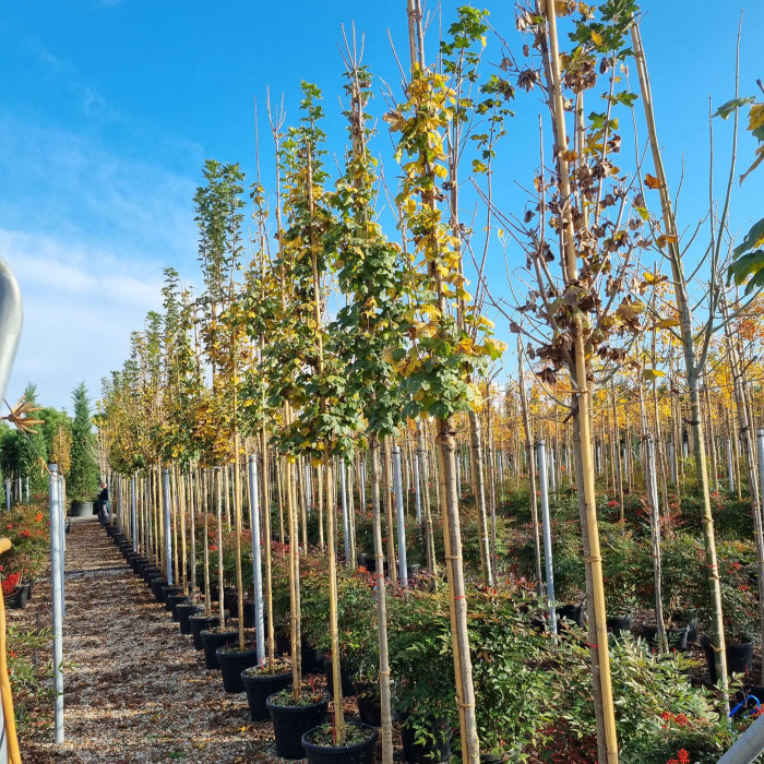 Acer campestre 'Huibers Elegant'