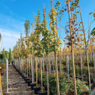 Acer campestre 'Huibers Elegant'