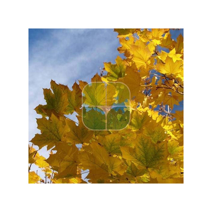 Acer platanoides 'Emerald Queen'