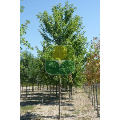 Acer rubrum 'October Glory'