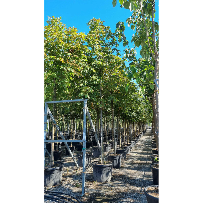 Aesculus hippocastanum 'Baumannii'