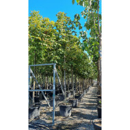 Aesculus hippocastanum 'Baumannii'