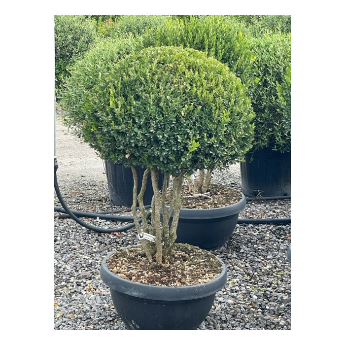 Buxus microphylla 'Faulkner'
