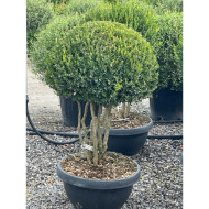 Buxus microphylla 'Faulkner'