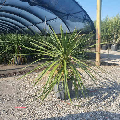 Cordyline indivisa 'Peko'