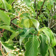 Cornus controversa