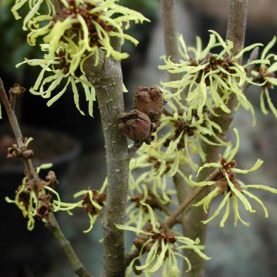 Hamamelis x intermedia 'Westerstede'