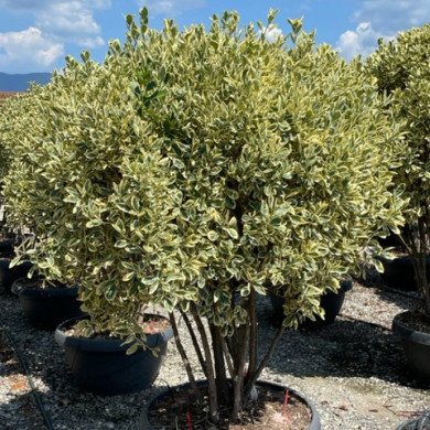 Euonymus japonicus 'Bravo'