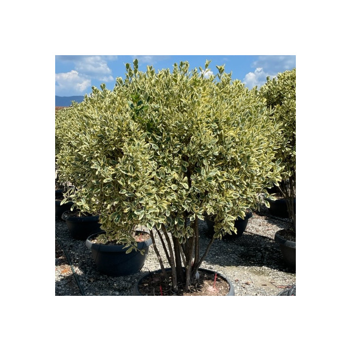 Euonymus japonicus 'Bravo'