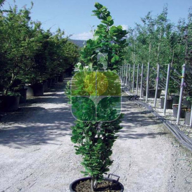 Fagus sylvatica 'Dawyck'