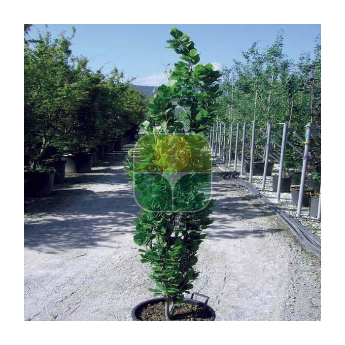 Fagus sylvatica 'Dawyck'