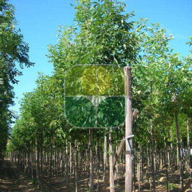 Fraxinus americana 'Autumn Purple'