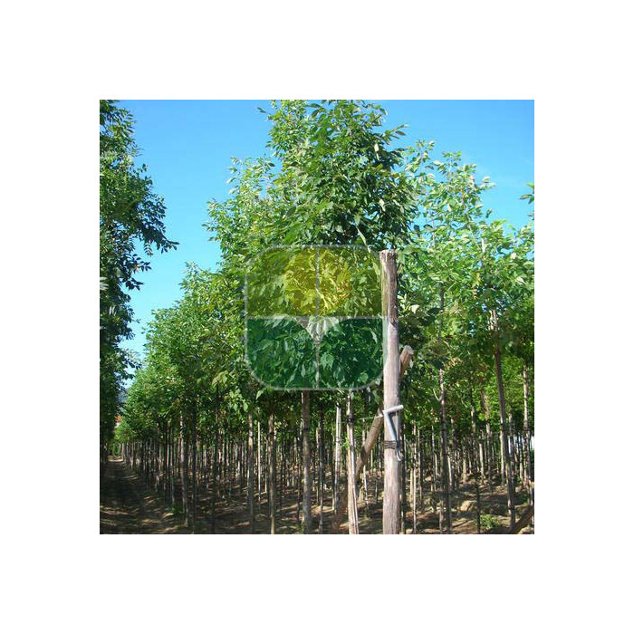 Fraxinus americana 'Autumn Purple'