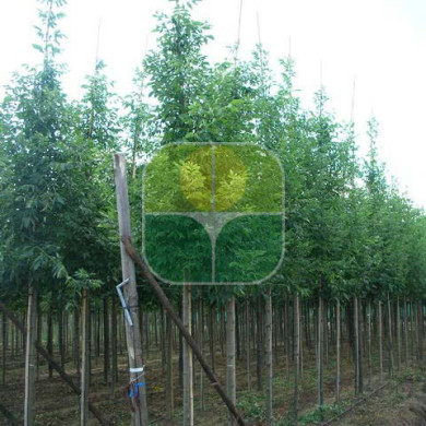 Fraxinus pennsylvanica 'Cimmzam' CIMMARON