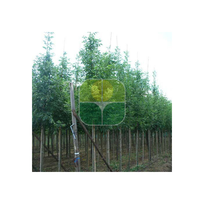 Fraxinus pennsylvanica 'Cimmzam' CIMMARON