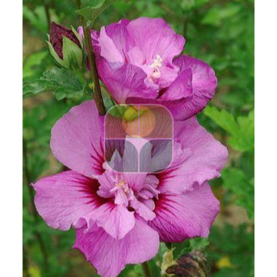 Hibiscus syriacus Eruption® mineru cov