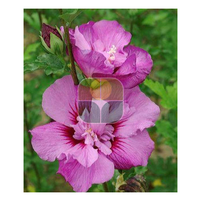 Hibiscus syriacus Eruption® mineru cov