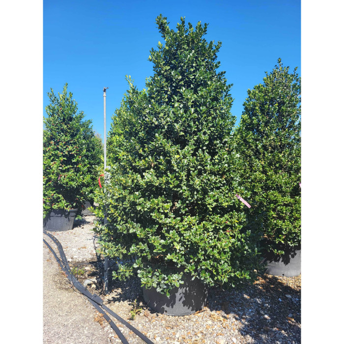 Ilex aquifolium