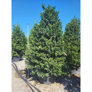 Ilex aquifolium
