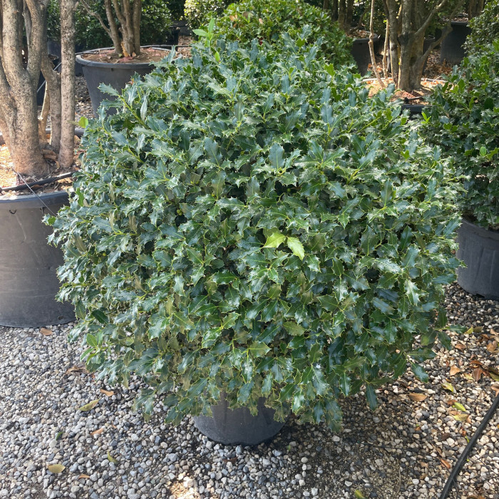 Ilex aquifolium